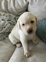 Luna , a female Labrador Retriever for sale in Venice, FL – 1 of 8
