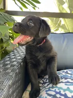 Mila, a female Labrador Retriever for sale in Englewood, FL – 5 of 10