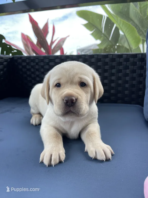 Luna  – Labrador Retriever puppy for sale in Venice, FL