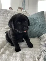 Max, a male Labrador Retriever for sale in Englewood, FL – 10 of 10