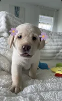 Luna , a female Labrador Retriever for sale in Englewood, FL – 6 of 10