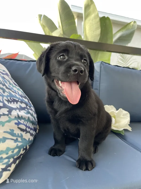 Lucky 🍀  – Labrador Retriever puppy for sale in Englewood, FL