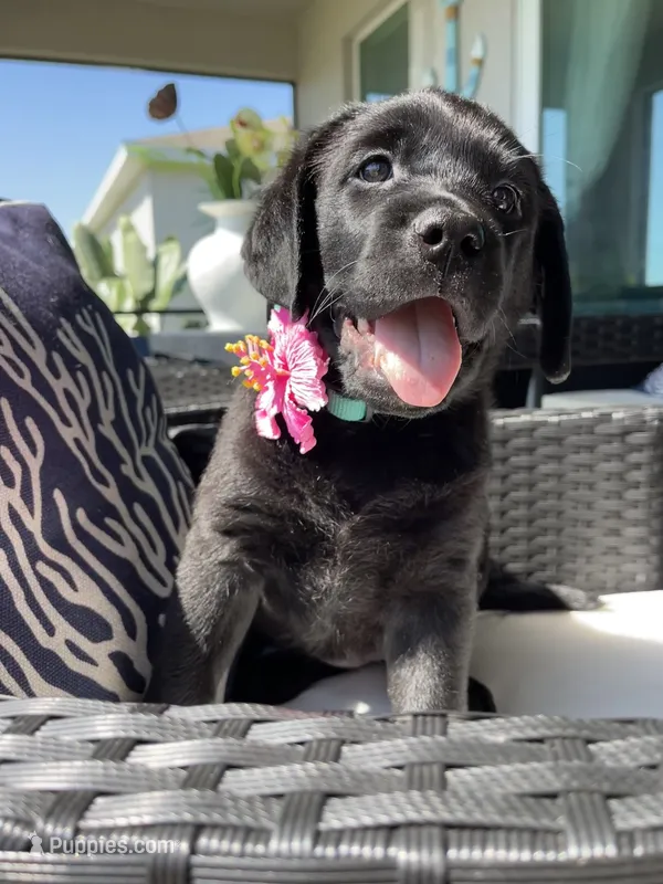 Lucky 🍀  – Labrador Retriever puppy for sale in Englewood, FL