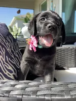 Mila, a female Labrador Retriever for sale in Englewood, FL – 1 of 10