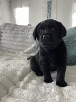 Max, a male Labrador Retriever for sale in Englewood, FL – 5 of 10