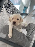 Honey , a male Labrador Retriever for sale in Venice, FL – 3 of 5