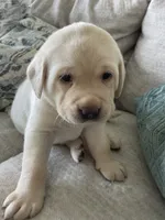 Luna , a female Labrador Retriever for sale in Venice, FL – 5 of 8