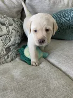 Luna , a female Labrador Retriever for sale in Venice, FL – 7 of 8