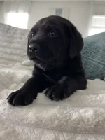 Max, a male Labrador Retriever for sale in Englewood, FL – 3 of 10