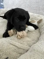 Mila, a female Labrador Retriever for sale in Englewood, FL – 3 of 10