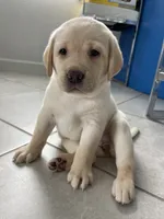 Luna , a female Labrador Retriever for sale in Englewood, FL – 3 of 10