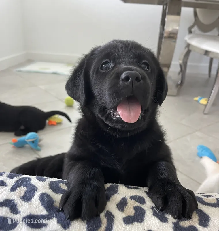 Bella – Labrador Retriever puppy for sale in Englewood, FL