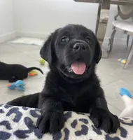 Bella, a female Labrador Retriever for sale in Englewood, FL – 1 of 9