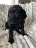 Mila, a female Labrador Retriever for sale in Englewood, FL – 8 of 10