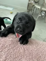 Lola, a female Labrador Retriever for sale in Englewood, FL – 2 of 6