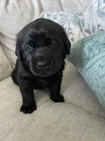 Bella, a female Labrador Retriever for sale in Venice, FL – 3 of 5