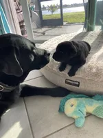 Max, a male Labrador Retriever for sale in Englewood, FL – 6 of 10