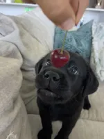 Mila, a female Labrador Retriever for sale in Englewood, FL – 9 of 10