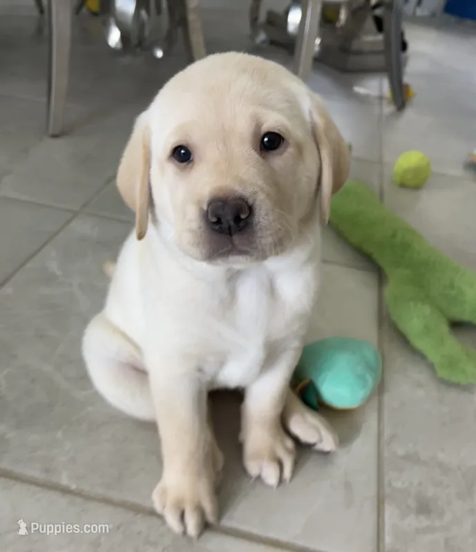 Luna  – Labrador Retriever puppy for sale in Englewood, FL