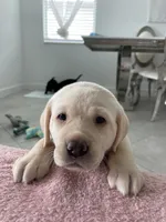 Luna , a female Labrador Retriever for sale in Englewood, FL – 9 of 10