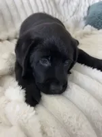 Mila, a female Labrador Retriever for sale in Englewood, FL – 10 of 10
