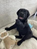 Mila, a female Labrador Retriever for sale in Englewood, FL – 4 of 10