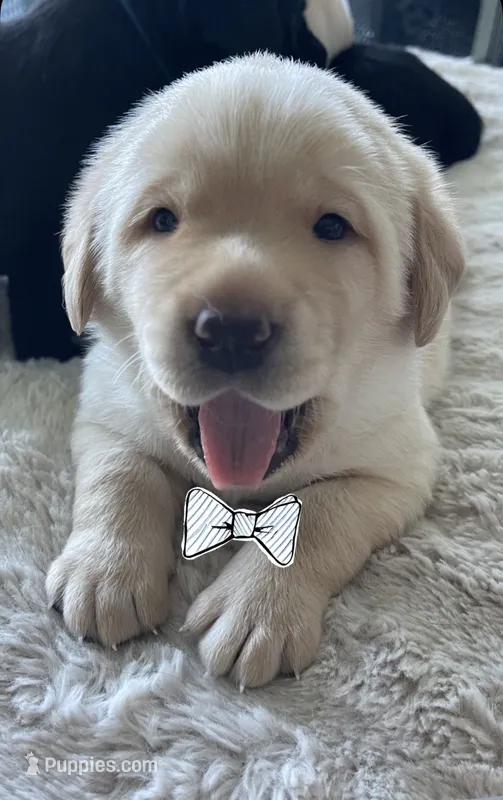Honey  – Labrador Retriever puppy for sale in Venice, FL
