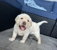 Honey , a male Labrador Retriever for sale in Venice, FL – 4 of 5