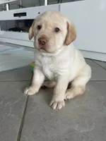 Amber , a female Labrador Retriever for sale in Venice, FL – 9 of 9