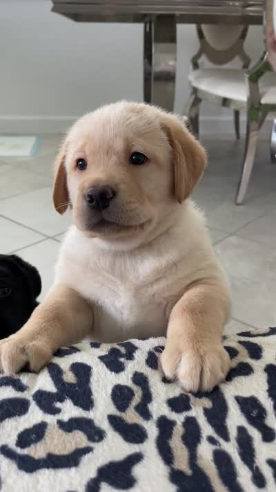 Honey , a male Labrador Retriever for sale in Englewood, FL – 8 of 8