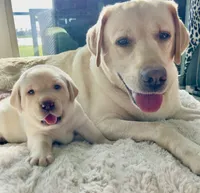 Luna , a female Labrador Retriever for sale in Venice, FL – 2 of 8