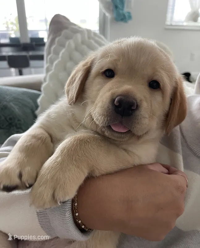 Honey  – Labrador Retriever puppy for sale in Englewood, FL