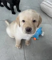 Honey , a male Labrador Retriever for sale in Englewood, FL – 5 of 10