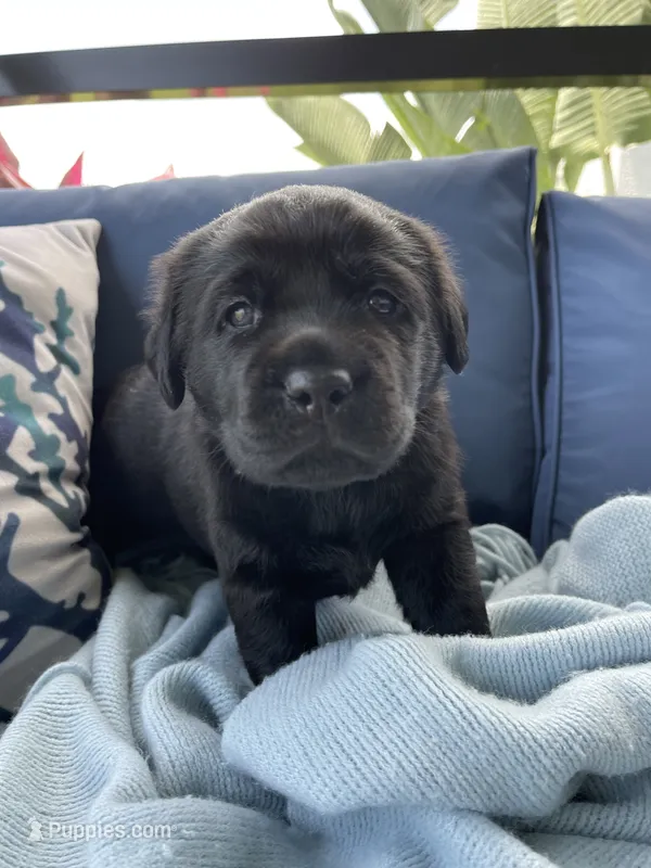Bella – Labrador Retriever puppy for sale in Venice, FL