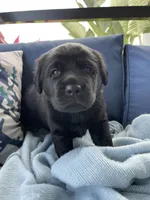 Bella, a female Labrador Retriever for sale in Venice, FL – 1 of 5