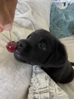 Mila, a female Labrador Retriever for sale in Englewood, FL – 7 of 10