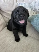 Max, a male Labrador Retriever for sale in Venice, FL – 1 of 4