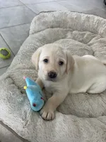 Luna , a female Labrador Retriever for sale in Englewood, FL – 3 of 9