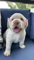 Amber , a female Labrador Retriever for sale in Venice, FL – 1 of 9
