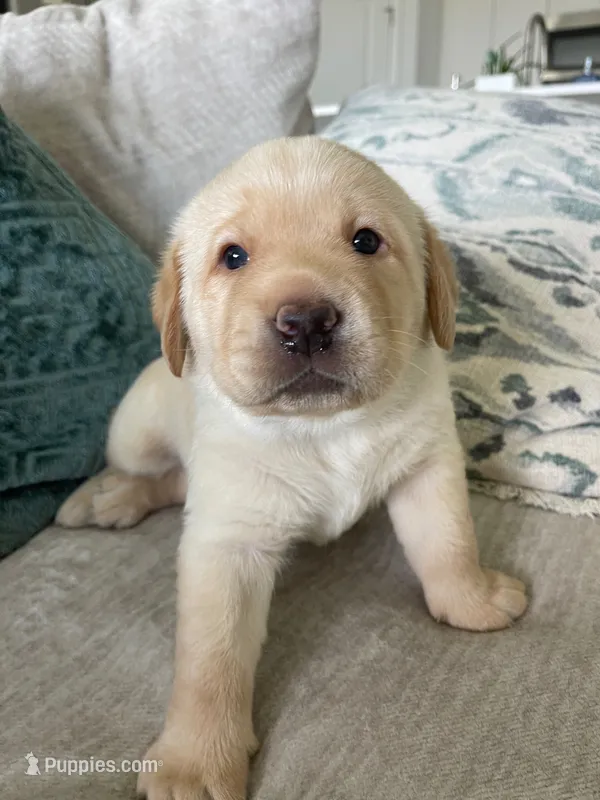 Honey  – Labrador Retriever puppy for sale in Venice, FL