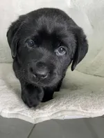 Bella, a female Labrador Retriever for sale in Englewood, FL – 6 of 9
