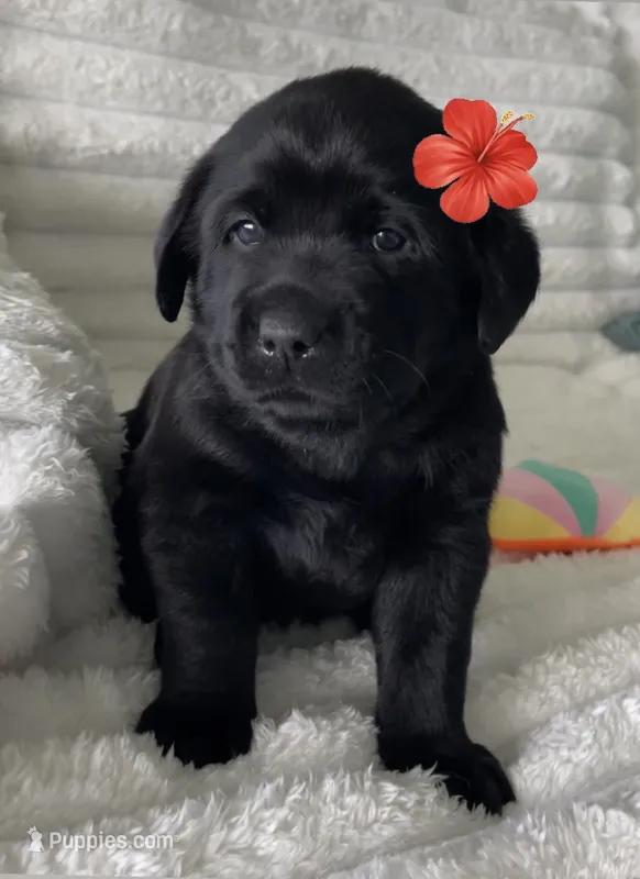 Bella – Labrador Retriever puppy for sale in Venice, FL