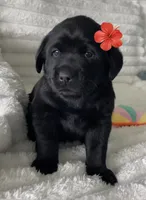 Bella, a female Labrador Retriever for sale in Englewood, FL – 1 of 7