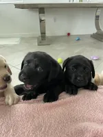 Bella, a female Labrador Retriever for sale in Englewood, FL – 4 of 9