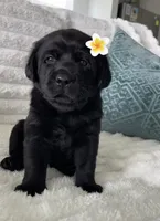 Lola, a female Labrador Retriever for sale in Venice, FL – 2 of 4
