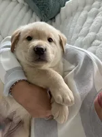 Honey , a male Labrador Retriever for sale in Englewood, FL – 3 of 10