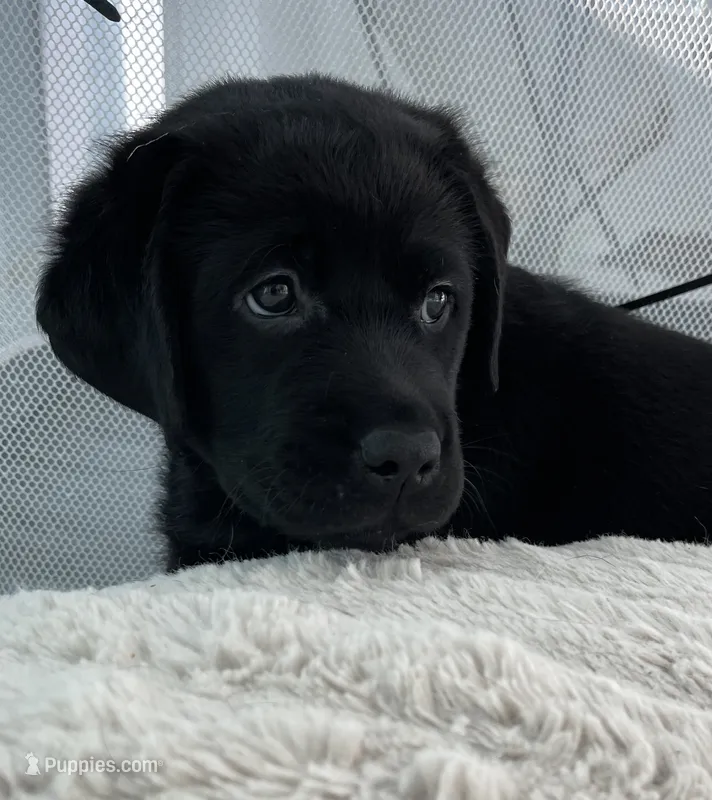 Lucky 🍀  – Labrador Retriever puppy for sale in Englewood, FL