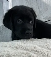 Mila, a female Labrador Retriever for sale in Englewood, FL – 2 of 10