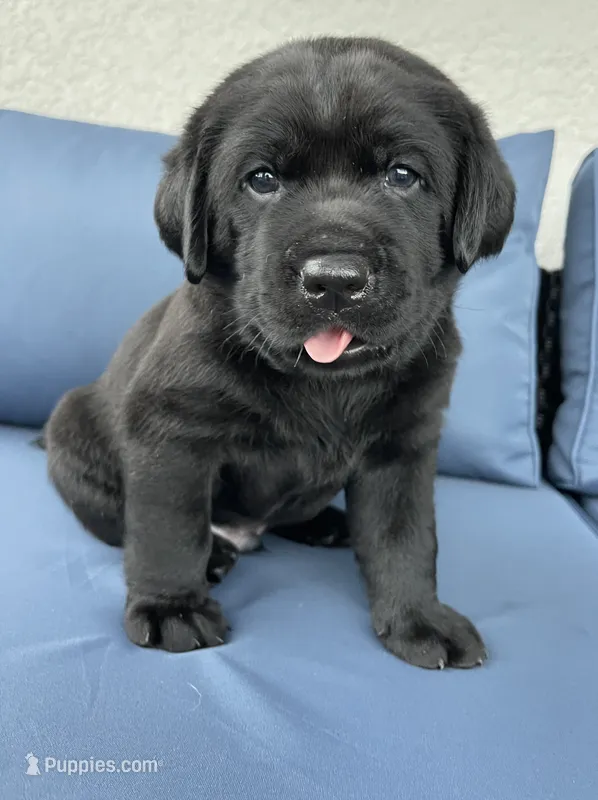 Max – Labrador Retriever puppy for sale in Venice, FL