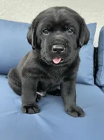 Max, a male Labrador Retriever for sale in Englewood, FL – 2 of 10